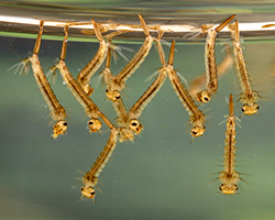 Larvas de mosquito Culex